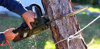 Best Tree Risk Assessment  in Hallettsville, TX