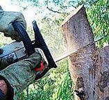 Leaf Removal in Hallettsville, TX