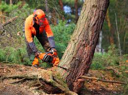 Best Tree Cabling and Bracing  in Hallettsville, TX