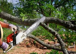 Best Stump Grinding and Removal  in Hallettsville, TX