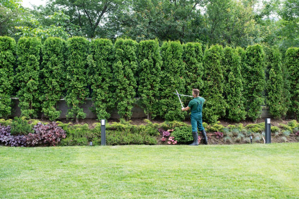 Best Landscape Design and Installation  in Hallettsville, TX