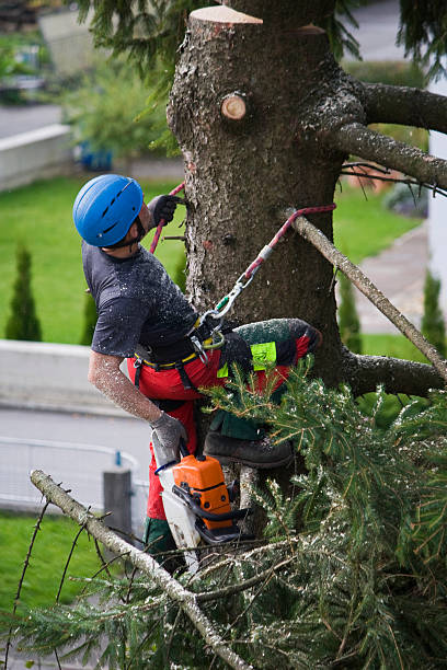 Trusted Hallettsville, TX Tree Services Experts